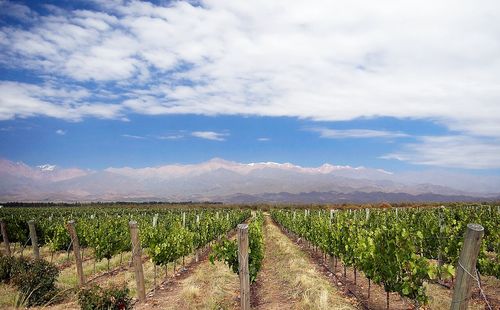 Vignes, Mendoza (Luján de Cuyo)