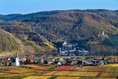 Vignes, Moselle allemande (Mosel)