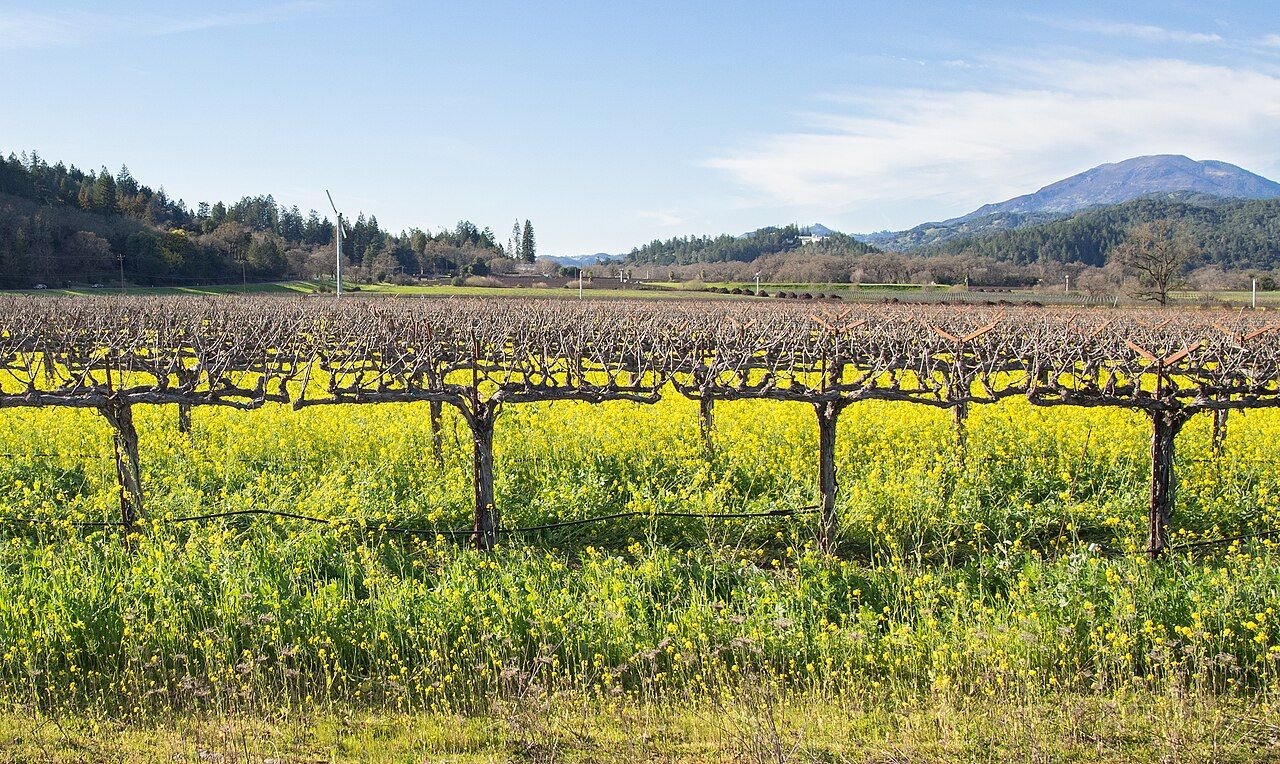 Vignes, Napa Valley