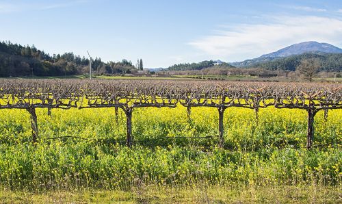 Vignes, Napa Valley