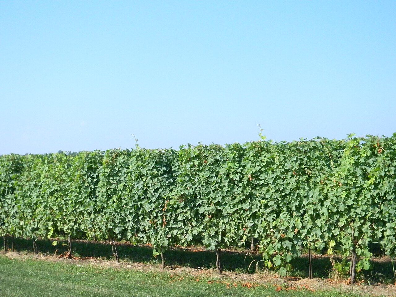 Vignes, Péninsule du Niagara