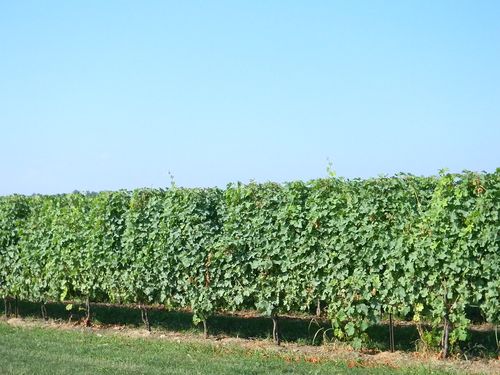 Vignes, Péninsule du Niagara