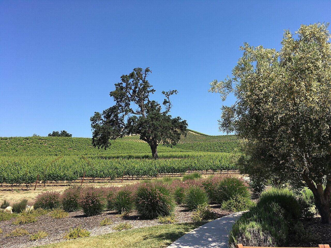 Vignes, Paso Robles