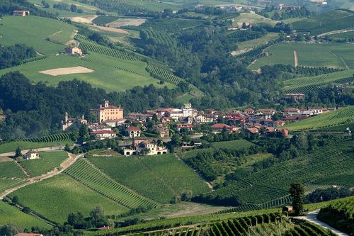 Vignes, Piémont (Langhe)