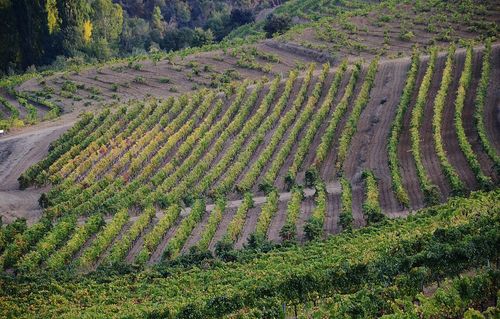 Vignes, Priorat