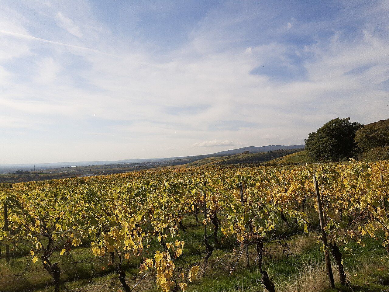 Vignes, Rheingau