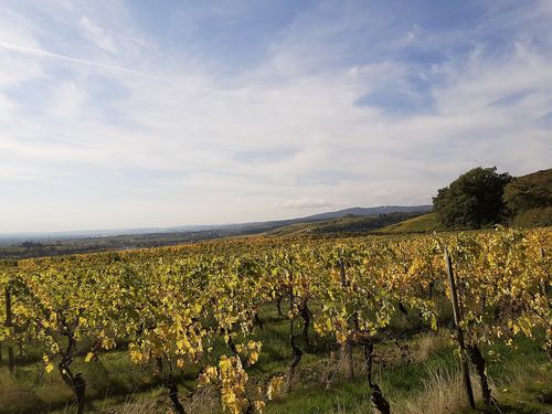 Vignes, Rheingau