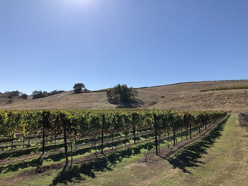Vignes, Comté de Sonoma