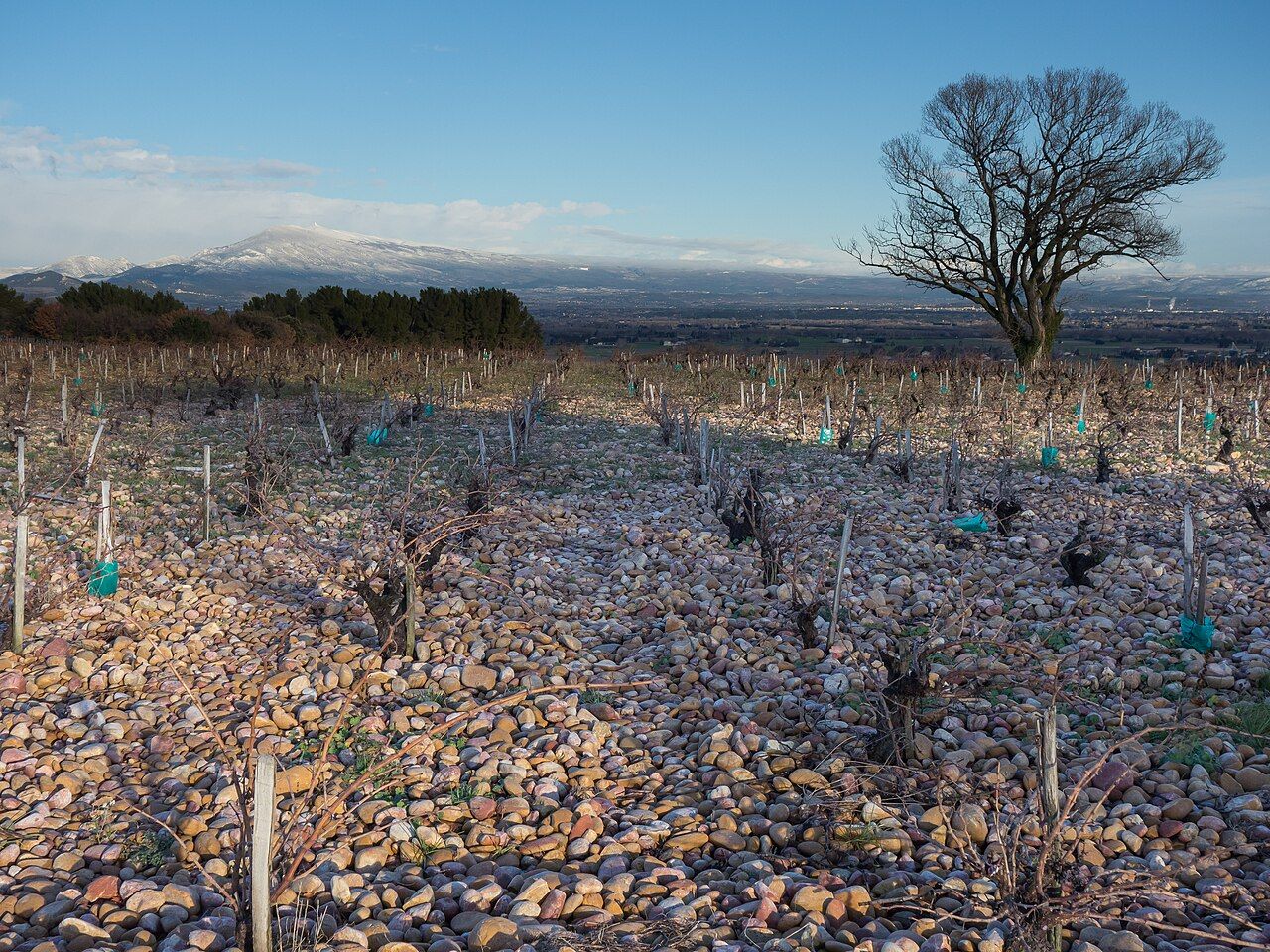 Southern Rhône vineyards