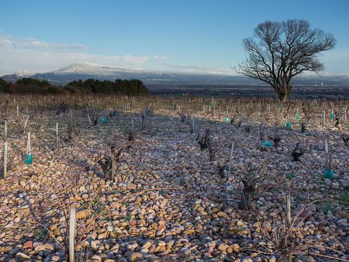 Vignes, Rhône méridional