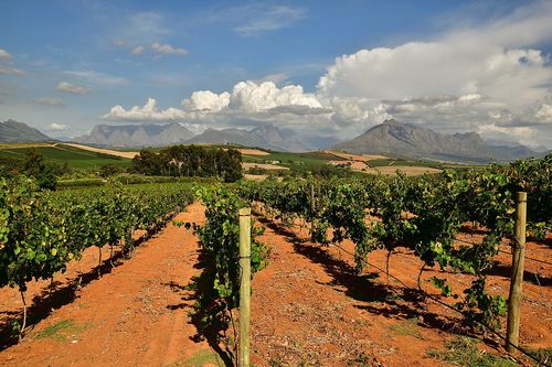 Vignes, Stellenbosch