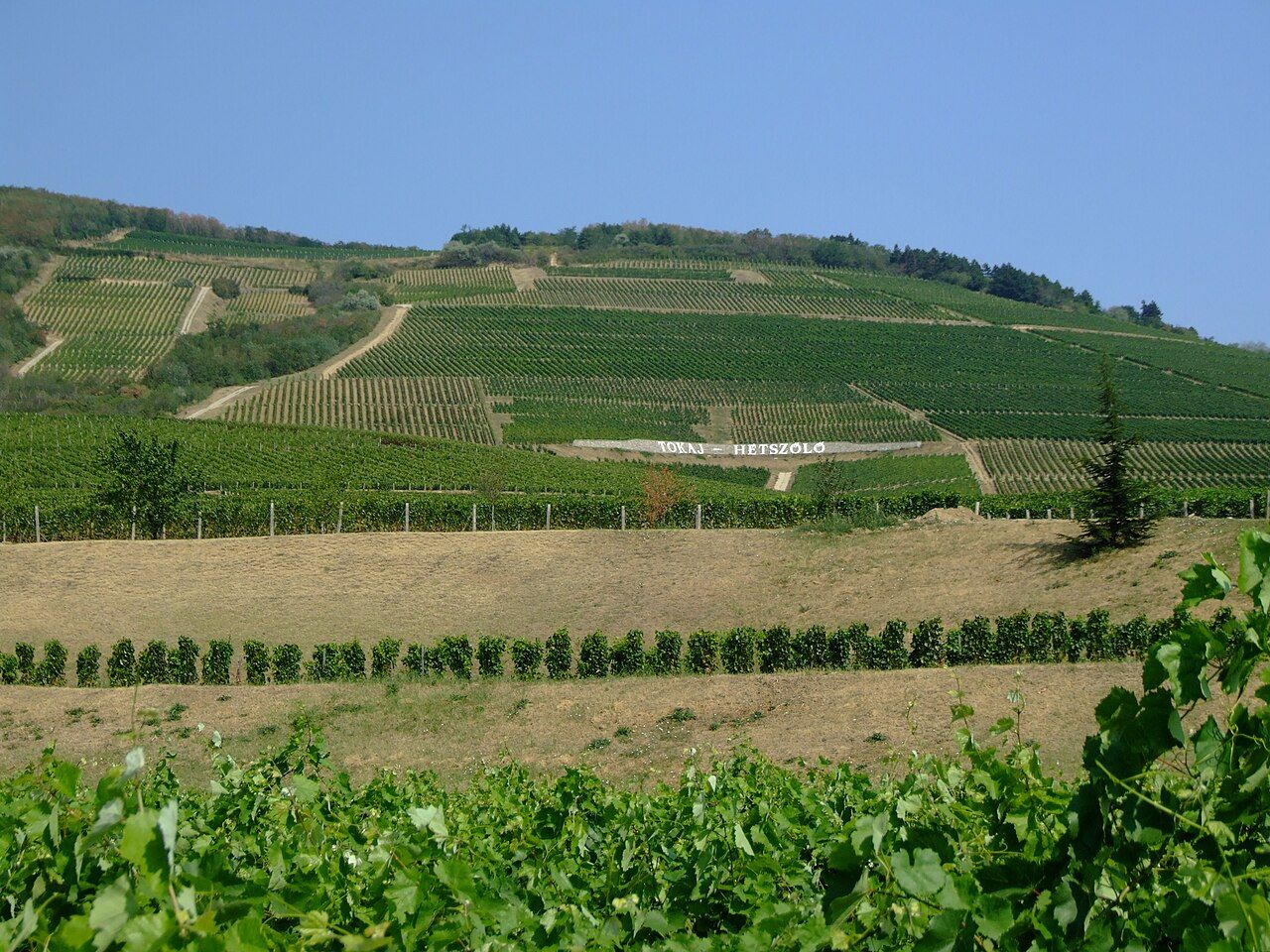 Vignes, Tokaj