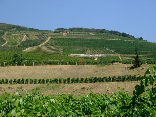 Vignes, Tokaj