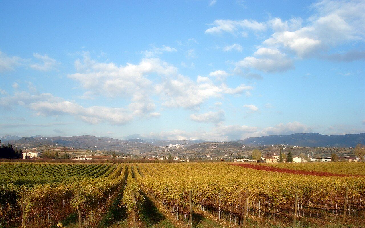 Vignes, Valpolicella