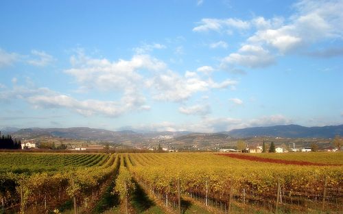Vignes, Valpolicella