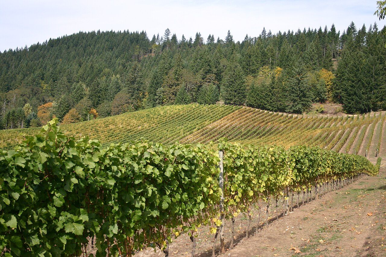 Vignes, Willamette Valley