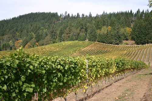 Vignes, Willamette Valley