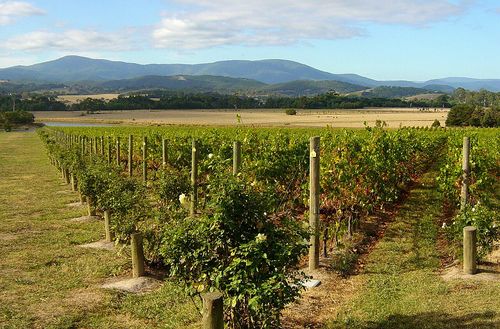 Vignes, Yarra Valley